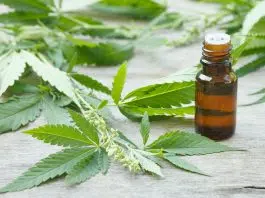 Comment faire de l’huile de chanvre ?