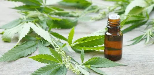 Comment faire de l’huile de chanvre ?