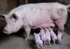 Agriculteurs : Comment choisir des abreuvoirs pour cochon ?