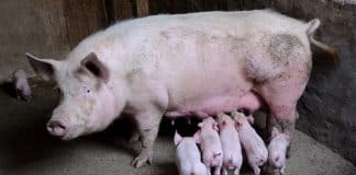 Agriculteurs : Comment choisir des abreuvoirs pour cochon ?