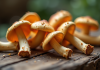 Champignons chanterelles frais sur une table en bois rustique
