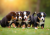 Plusieurs chiots bouledogue bernois jouant ensemble sur l'herbe verte
