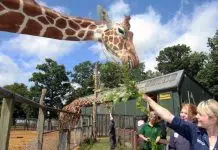 Comment travailler dans un zoo sans diplôme ?